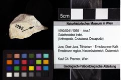 Foto (Objket + Etiketten) von Galatheoidea indet. 